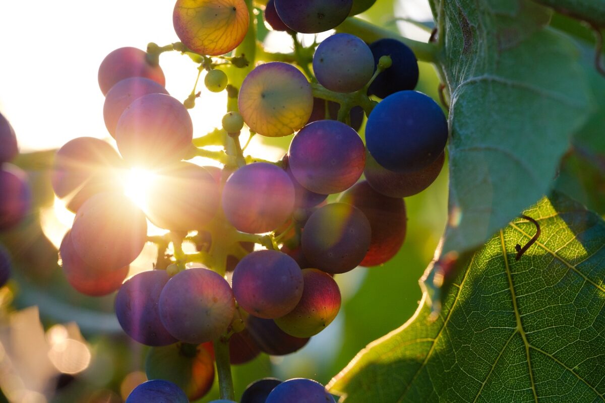 LE PONT CAUCASIEN Importateur France de Vins Géorgiens