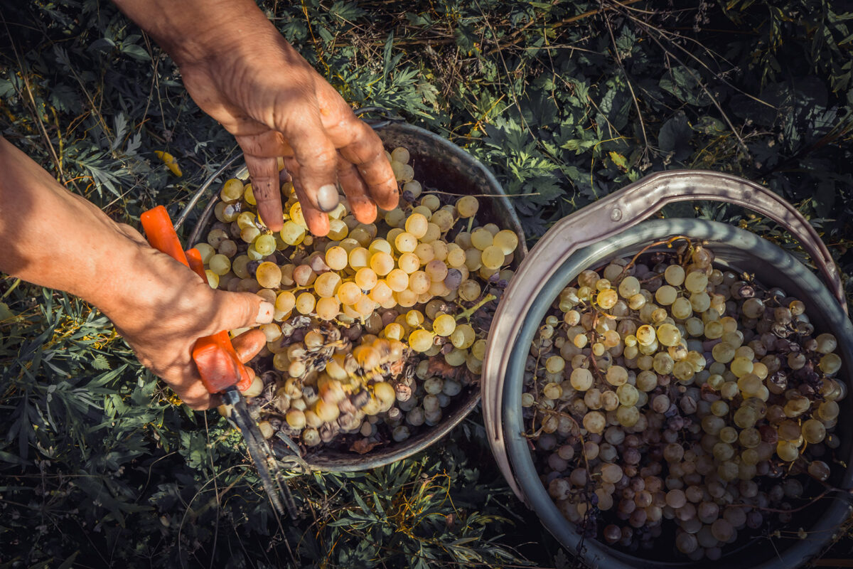 LE PONT CAUCASIEN Importateur France de Vins Géorgiens