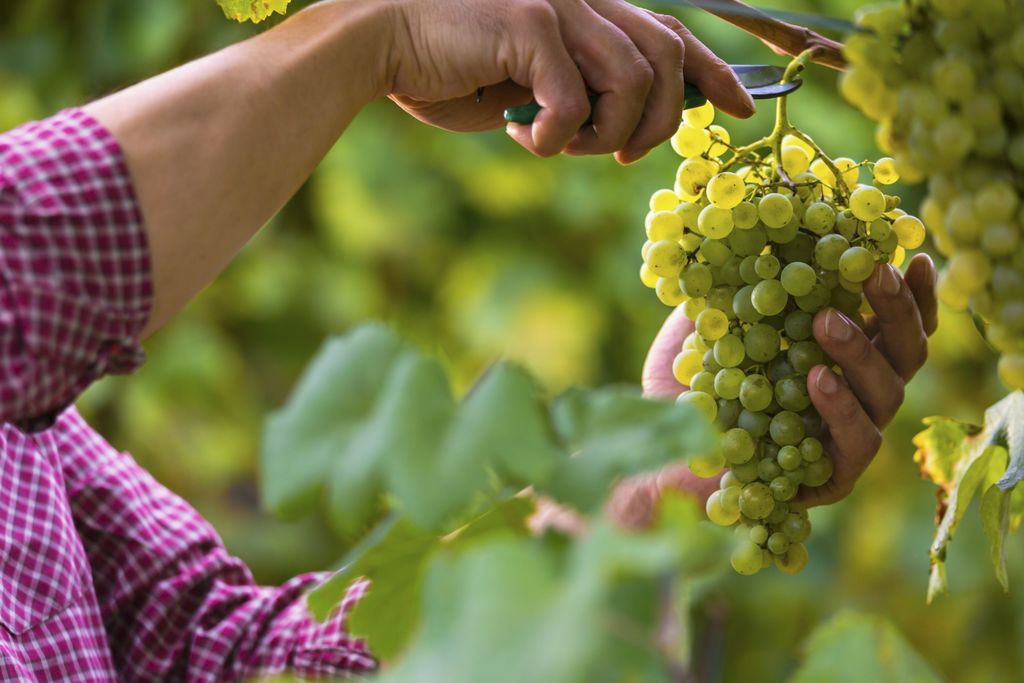 LE PONT CAUCASIEN Importateur France de Vins Géorgiens